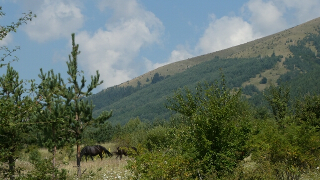P1060454